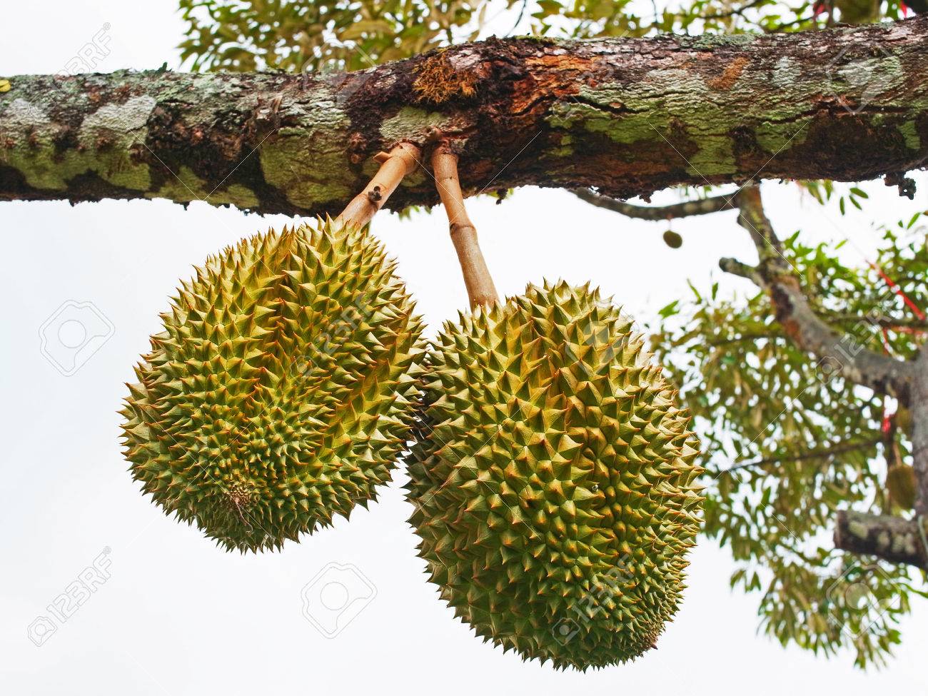2 つのドリアンは 庭の果物の木の枝からぶら下がっています の写真素材 画像素材 Image