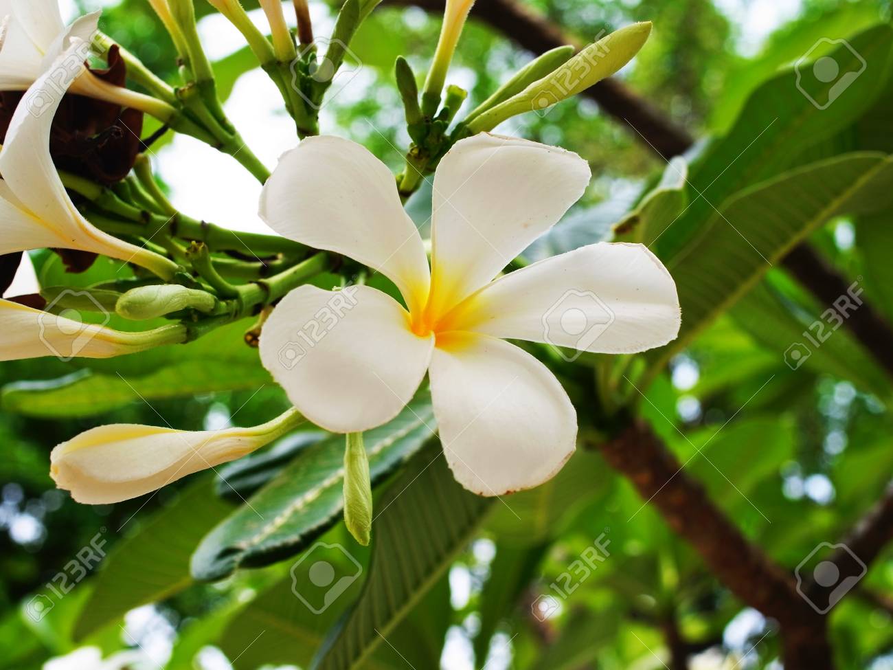 Los árboles Tropicales Con Hermosas Flores Blancas Elegantes. Fotos, Retratos, Imágenes Y Fotografía De Archivo Libres De Derecho. Image 32380659. Los árboles Tropicales Con Hermosas Flores Blancas Elegantes. Fotos, Retratos, Imágenes Y Fotografía De Archivo Libres De Derecho. Image 32380659.