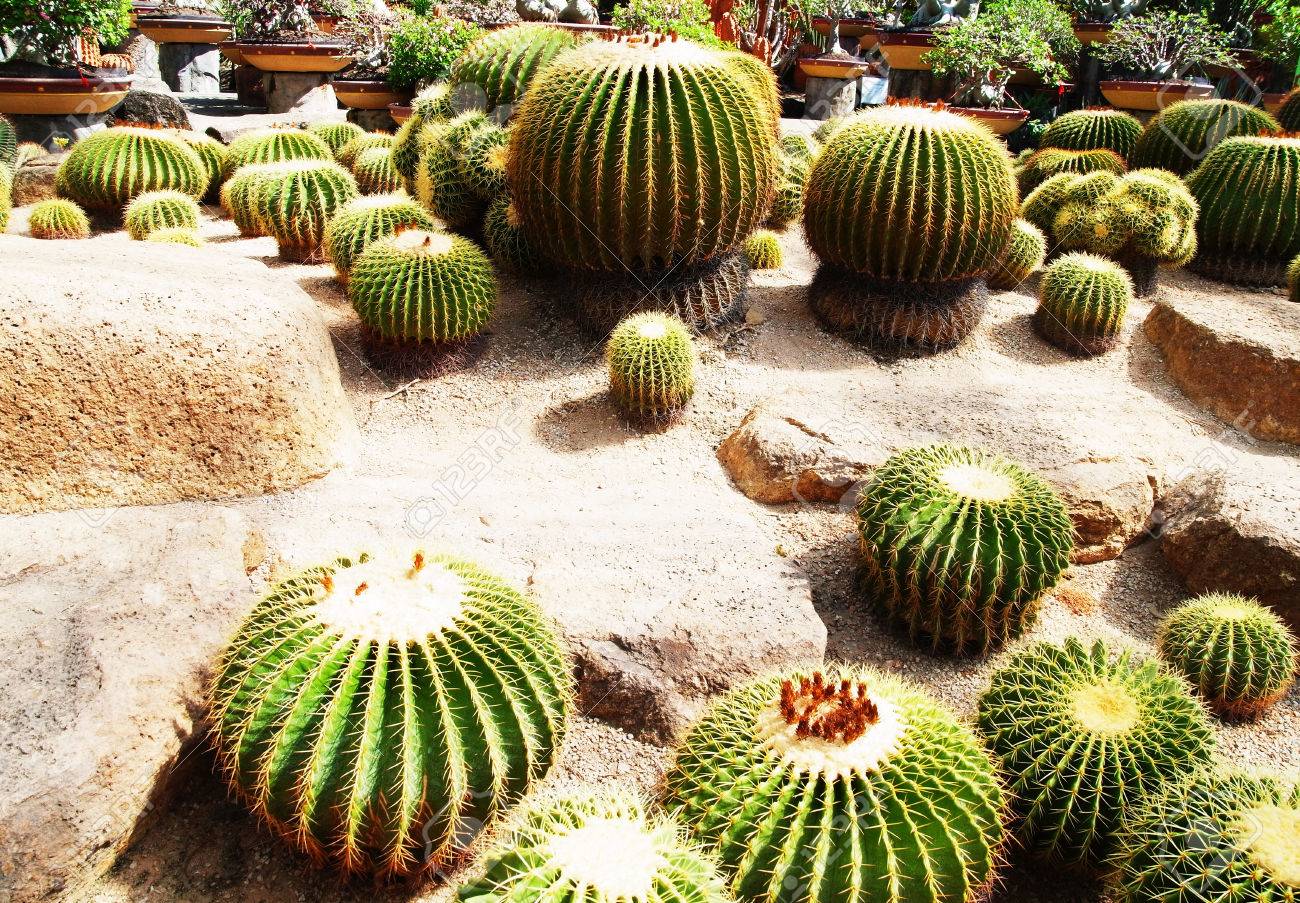 サボテン多肉植物のフラットの形し 光合成を行うにとげのある茎を拡大します の写真素材 画像素材 Image
