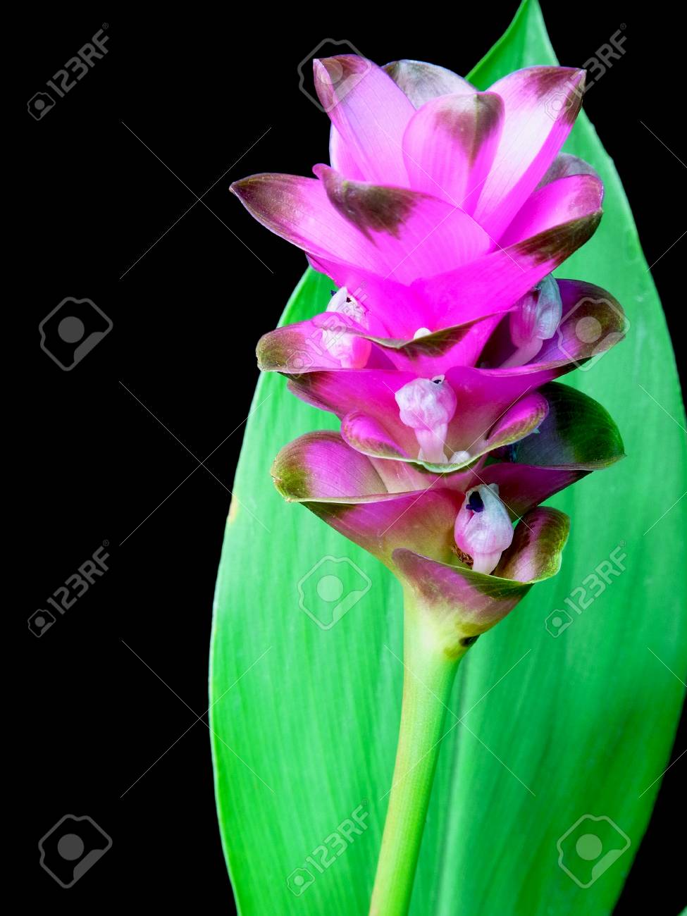 Curcuma planta y flor