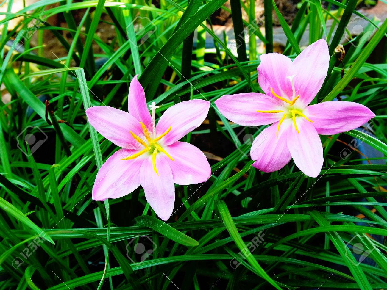 六枚の花弁と心地よい香りの文字とピンクの雨ユリ の写真素材 画像素材 Image 六枚の花弁と心地よい香りの文字とピンクの雨ユリ の写真素材 画像素材 Image