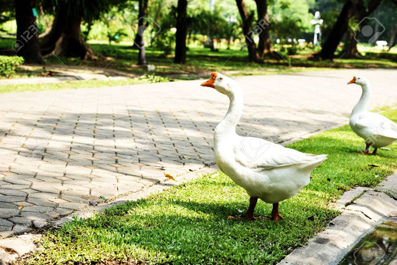 ガチョウが水鳥アヒルよりも大きいと 長い首 水かきのある足 の写真素材 画像素材 Image