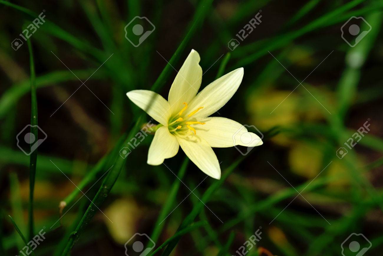 花は漏斗の形 六つの花弁と甘く 心地よい香り の写真素材 画像素材 Image