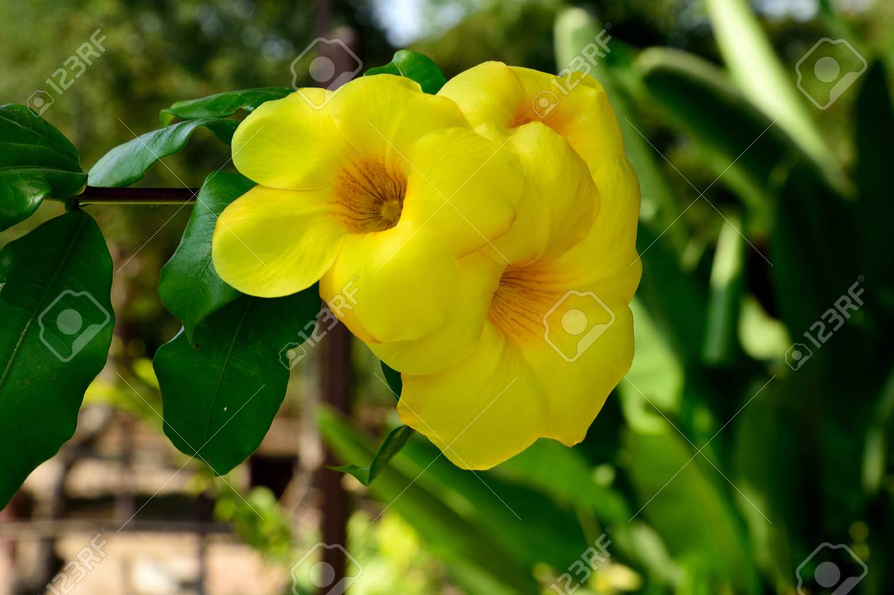 観賞用植物として広く栽培される黄色い花と植物の開花 の写真素材 画像素材 Image