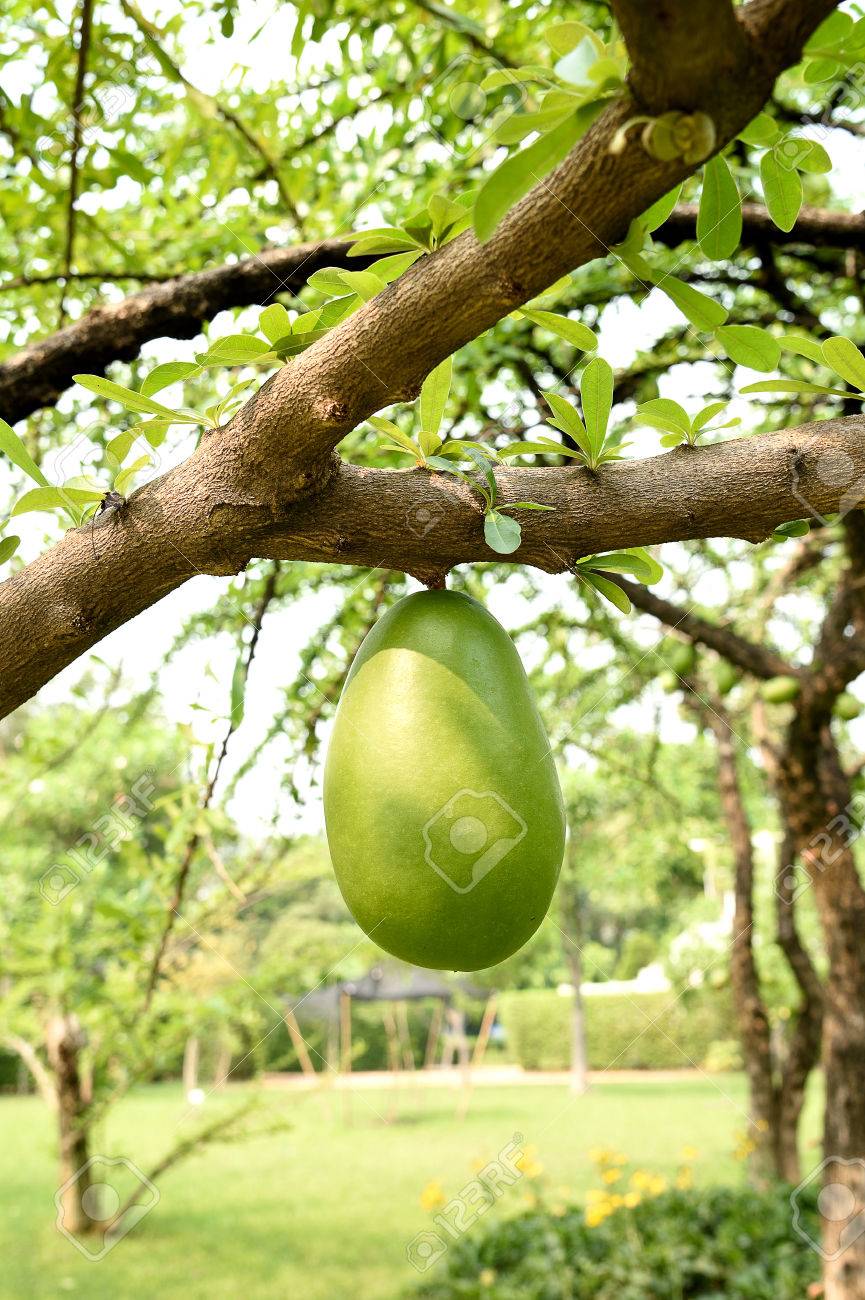 Big green fruit on tree