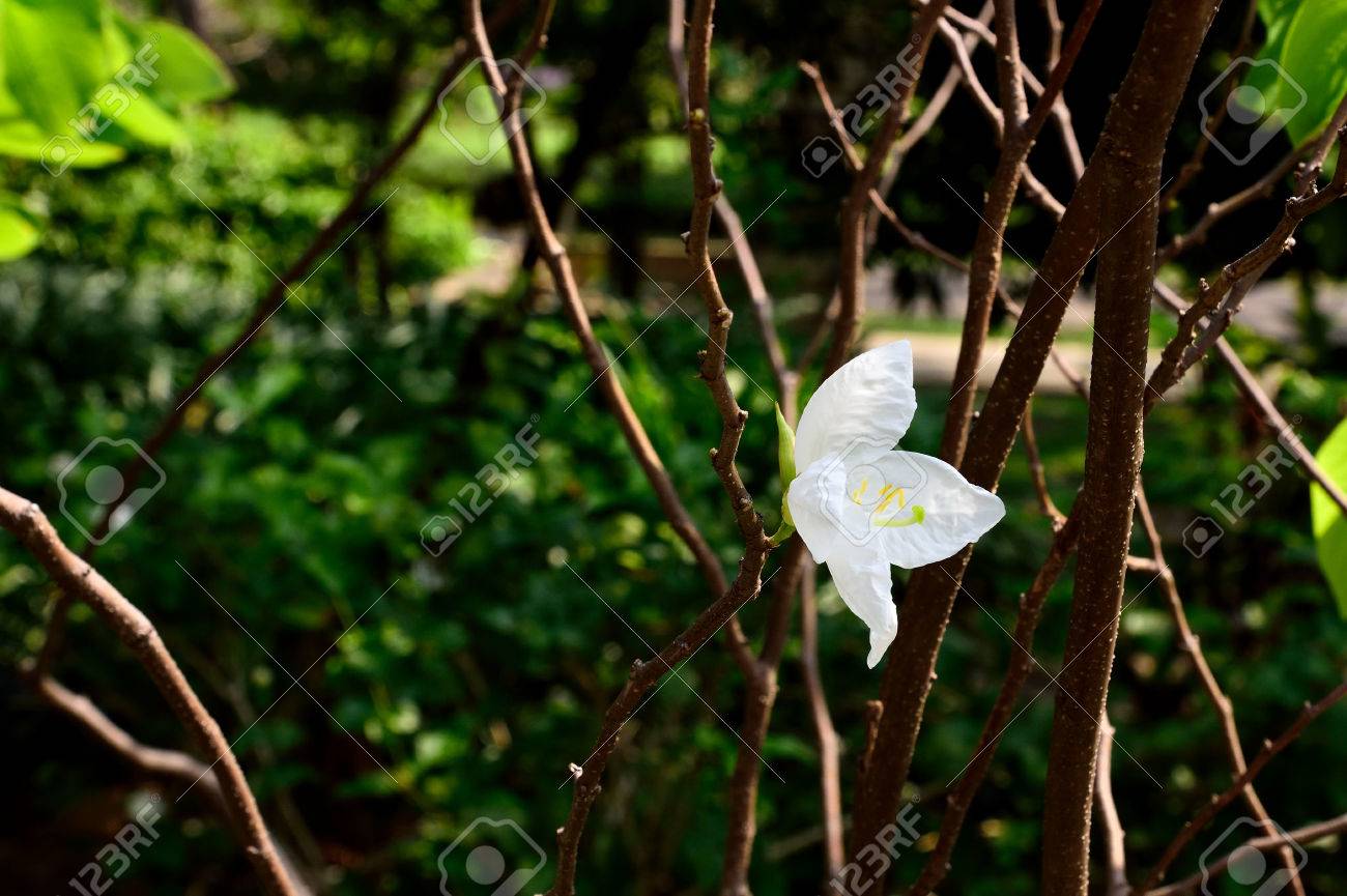 5 枚の花弁 黄色いしべ緑汚名と香りのよい白い花 の写真素材 画像素材 Image