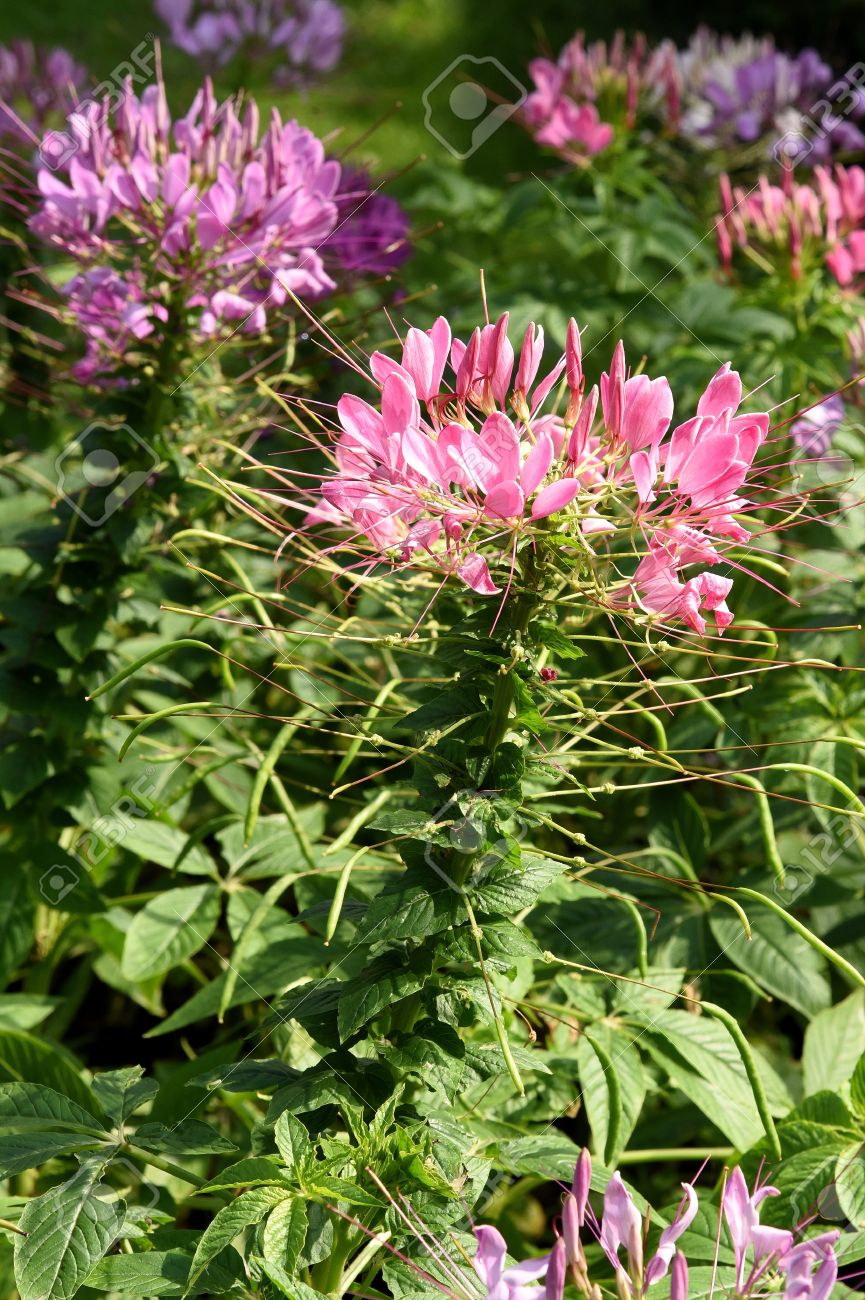 4 枚の花びらや 6 長い雄しべと紫 ピンクの花を持つ観葉植物 の写真素材 画像素材 Image