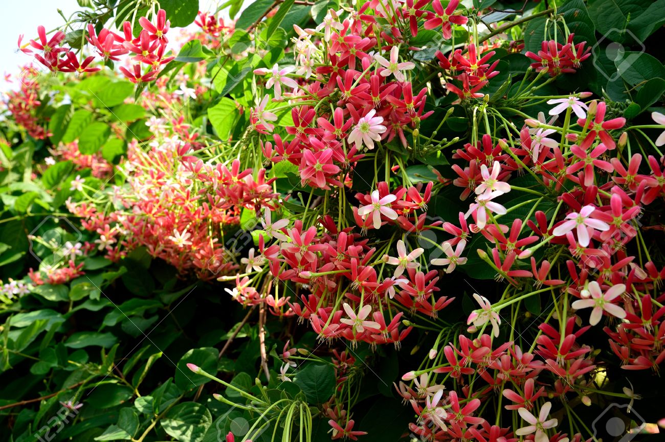 62261938-las-flores-de-color-rosa-y-rojo-de-rang%C3%BAn-enredadera-cultivan-como-planta-ornamental-.jpg