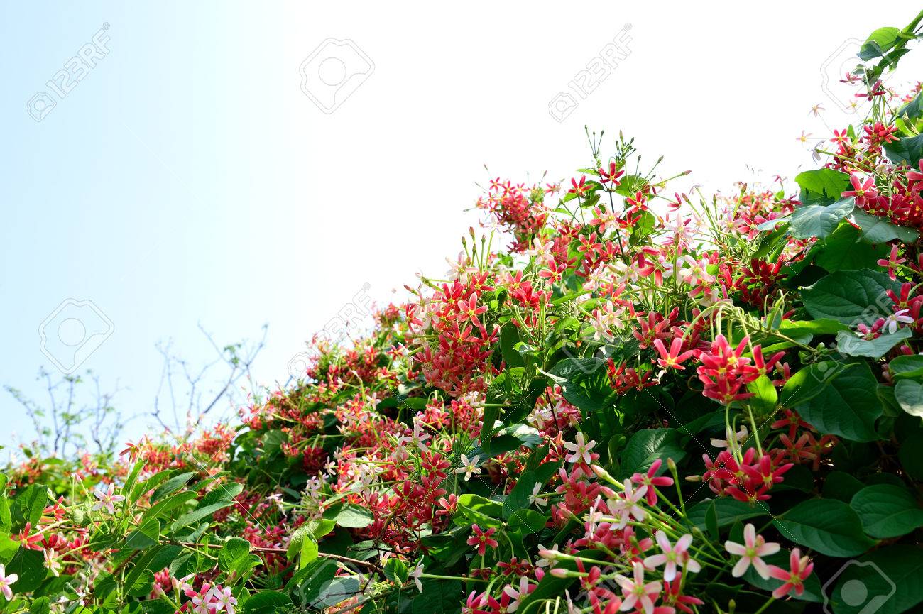 ラングーンクリーパー鉢植え 【公式通販】