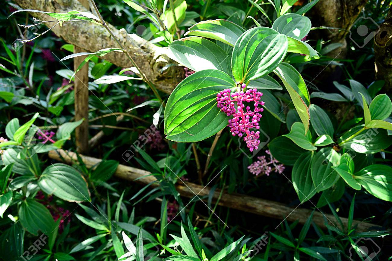 Un Pequeño Arbusto De Hoja Perenne Con Flores Vistosas Rosas Fotos Retratos Imágenes Y Fotografía De Archivo Libres De Derecho Image 79128125