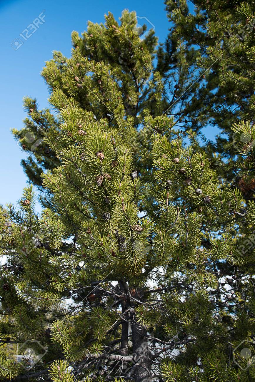mature pine tree Porn stars inn