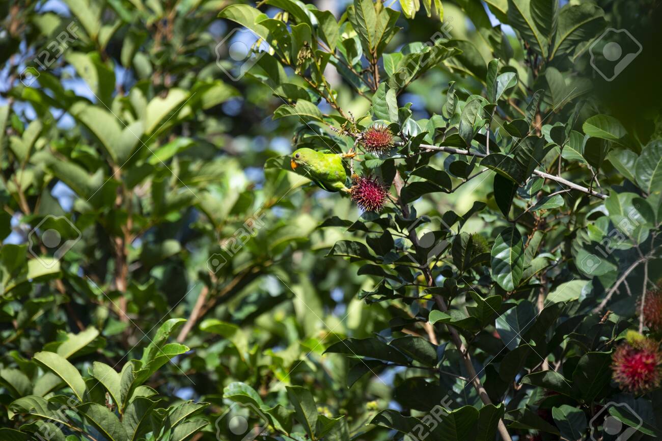 A Vernal Hanging Parrot Is Perching On A Brandh Of Rambutan Tree Lizenzfreie Fotos Bilder Und Stock Fotografie Image 131386347 Anna elisabet reinius (born brandt) in myheritage family trees (gustavsson web. 123rf com
