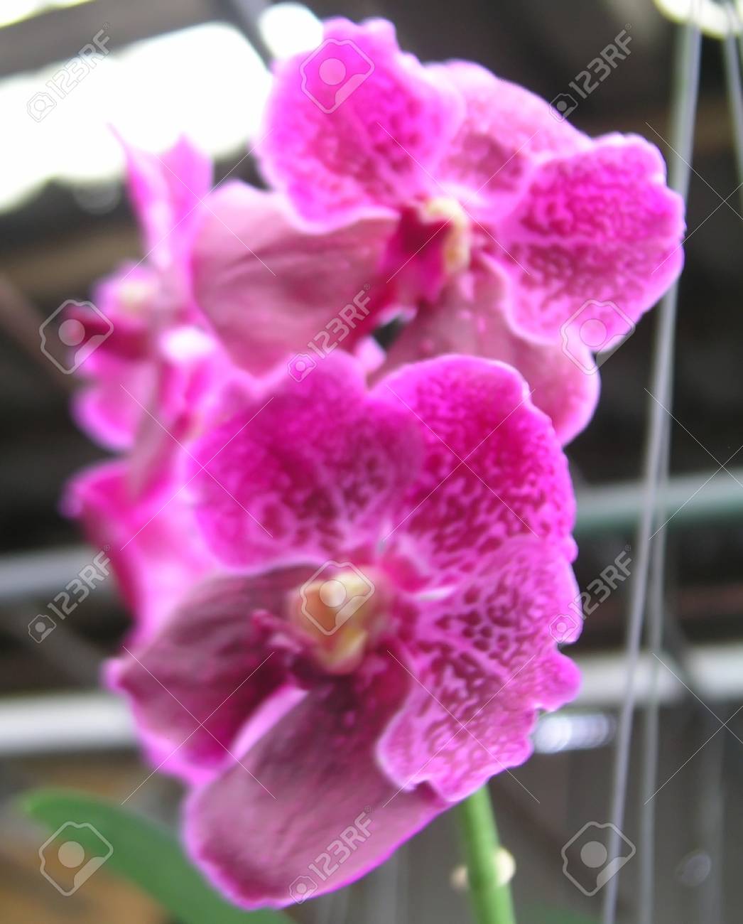 ピンクの蘭バンダ の写真素材 画像素材 Image