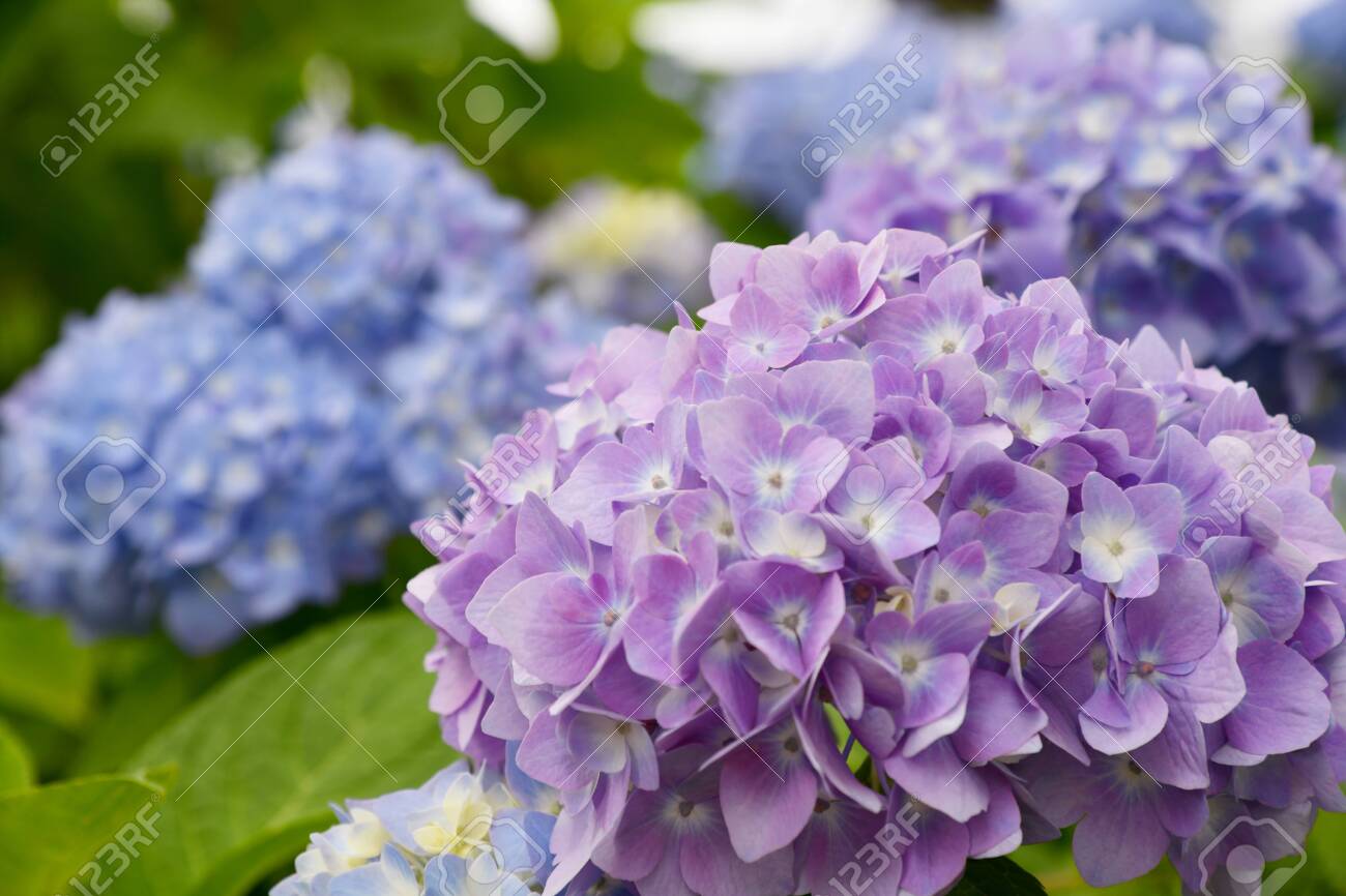 Beautiful blooming blue and purple Hydrangea or Hortensia flowers (Hydrangea macrophylla) under the sunlight on blur background in summer. Natural background. - 132015661 Beautiful blooming blue and purple Hydrangea or Hortensia flowers (Hydrangea macrophylla) under the sunlight on blur background in summer. Natural background. - 132015661