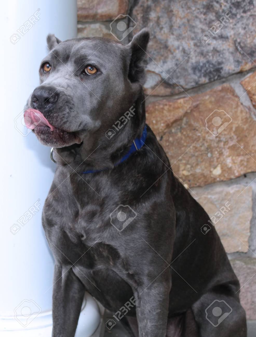 Beautiful Gray Cane Corso Dog