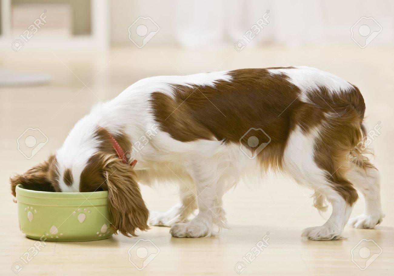 Puppy eating from food bowl. Horizontally framed shot. - 6394422 Puppy eating from food bowl. Horizontally framed shot. - 6394422