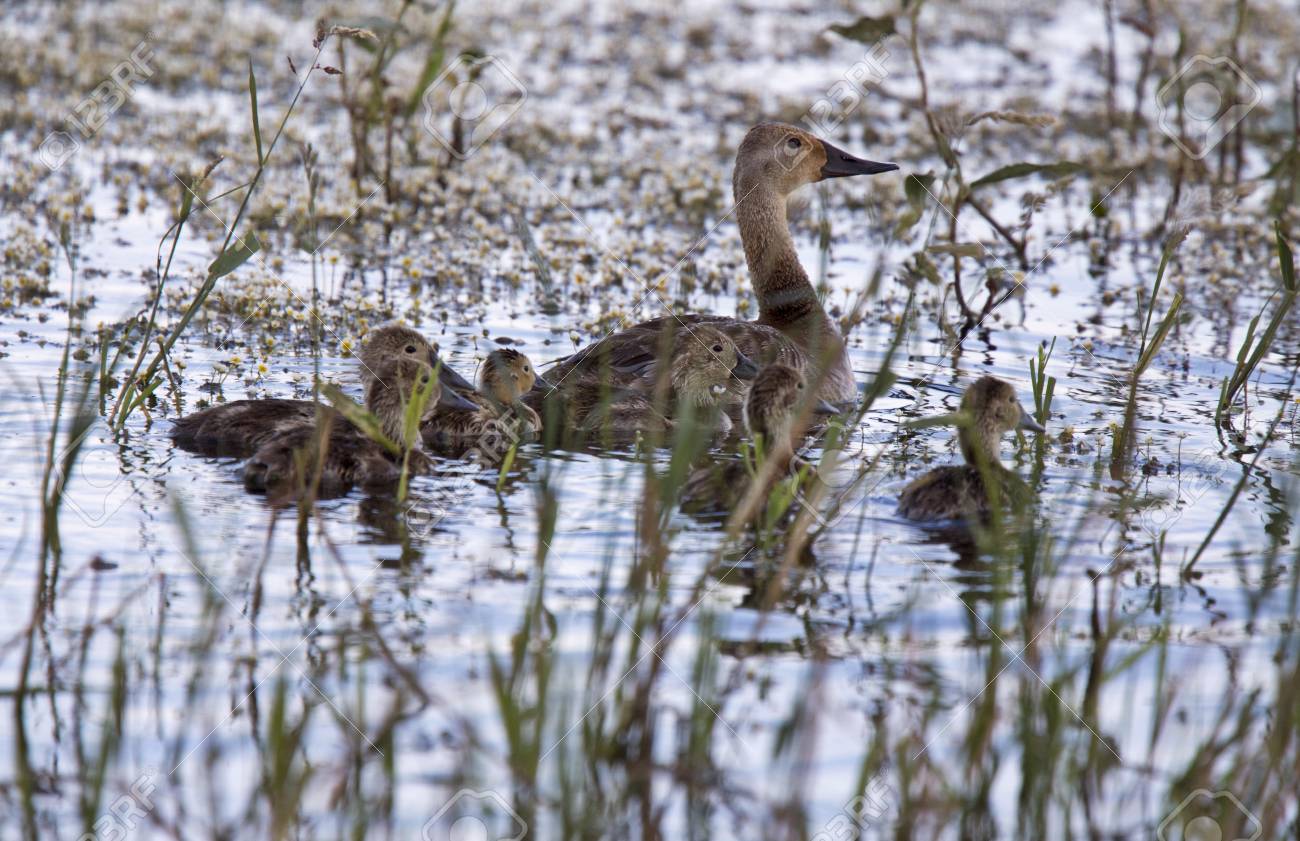Canards Bebe A Saskrtchewan Canada Zones Humides Sauvage Banque D Images Et Photos Libres De Droits Image