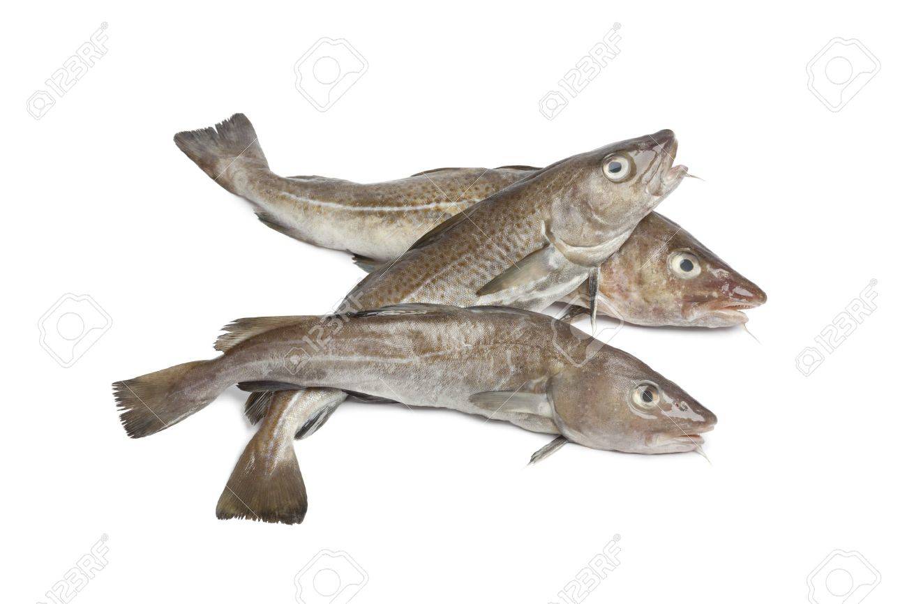 Fresh atlantic cod fishes on white background - 12793426 Fresh atlantic cod fishes on white background - 12793426