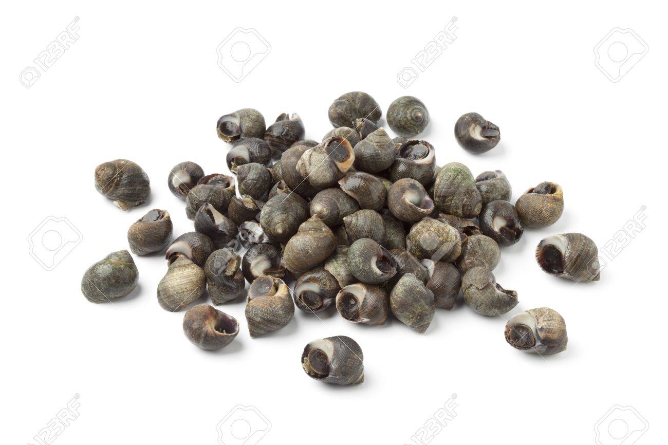 Fresh common periwinkles on white background - 13598122 Fresh common periwinkles on white background - 13598122