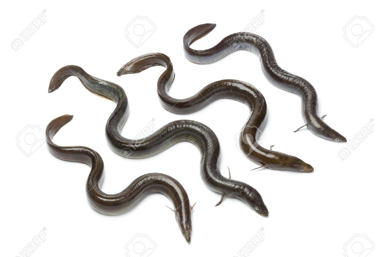 Fresh European eel on white background - 13598100 Fresh European eel on white background - 13598100