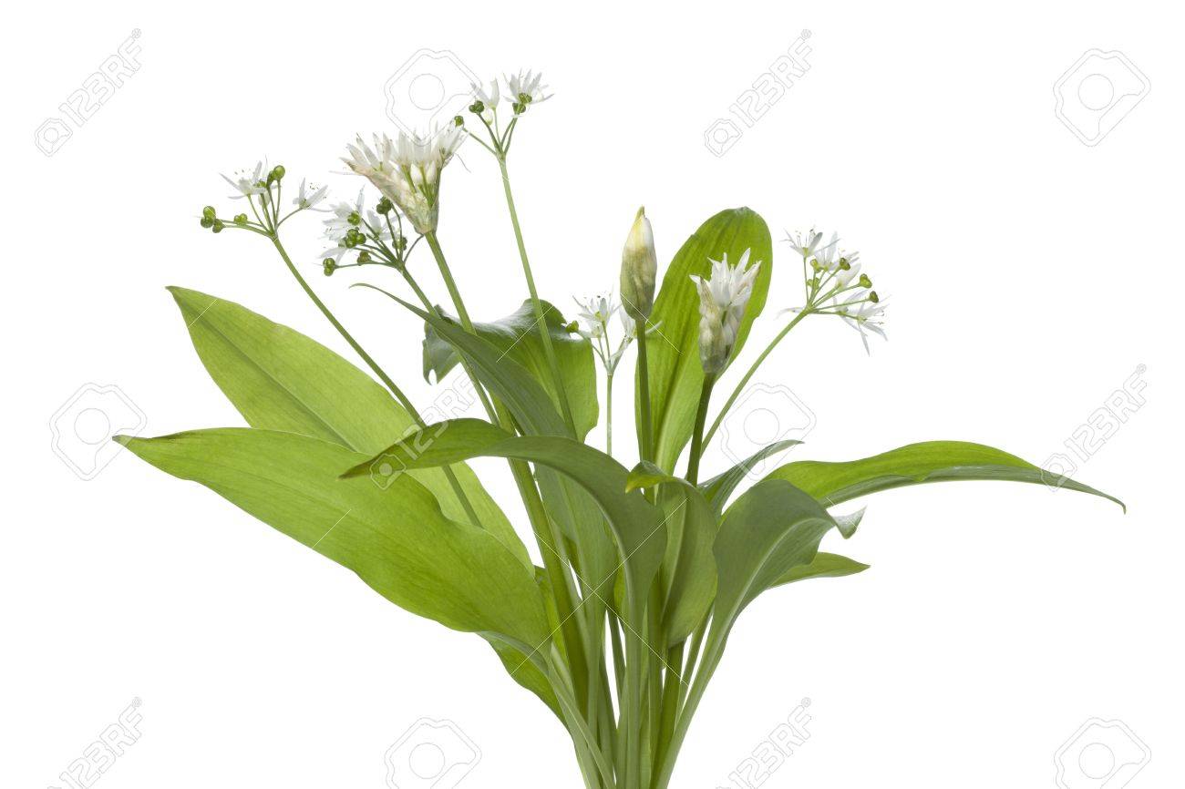 Fresh blooming Ramson on white background - 13598091 Fresh blooming Ramson on white background - 13598091