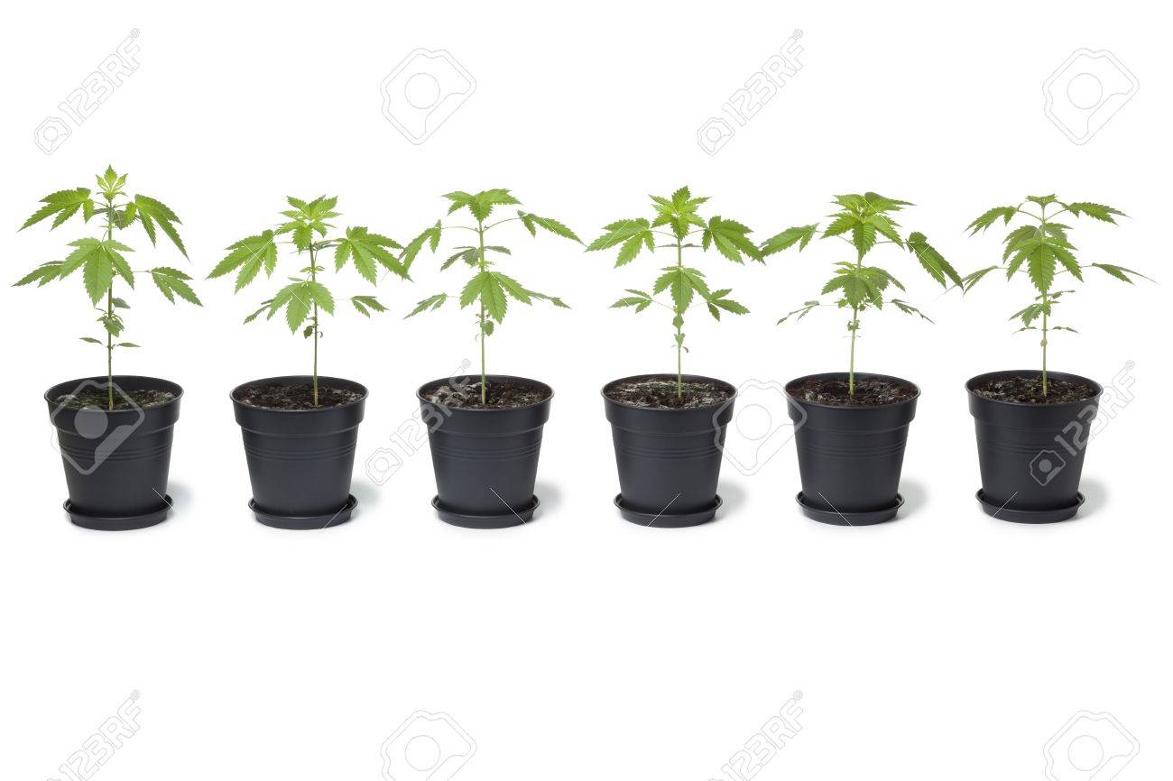 Row of Marijuana plants in plastic pot on white background - 13827762 Row of Marijuana plants in plastic pot on white background - 13827762