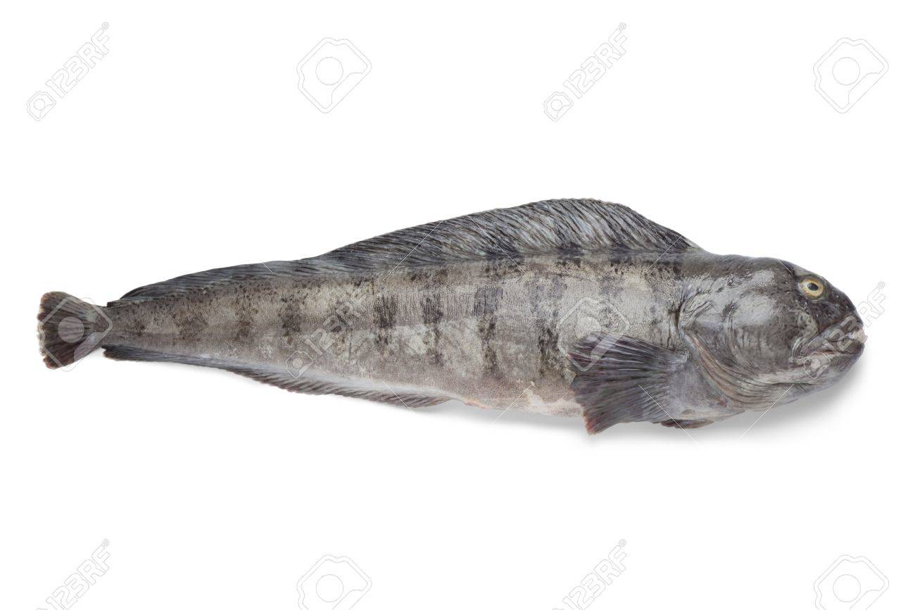Fresh raw Atlantic wolffish on white background - 14603940 Fresh raw Atlantic wolffish on white background - 14603940