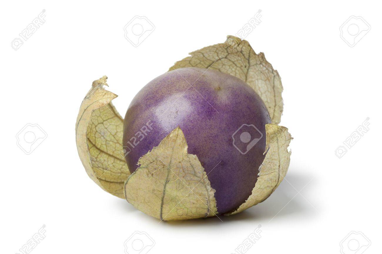 Fresh purple tomatillo in a husk on white background - 15514976 Fresh purple tomatillo in a husk on white background - 15514976
