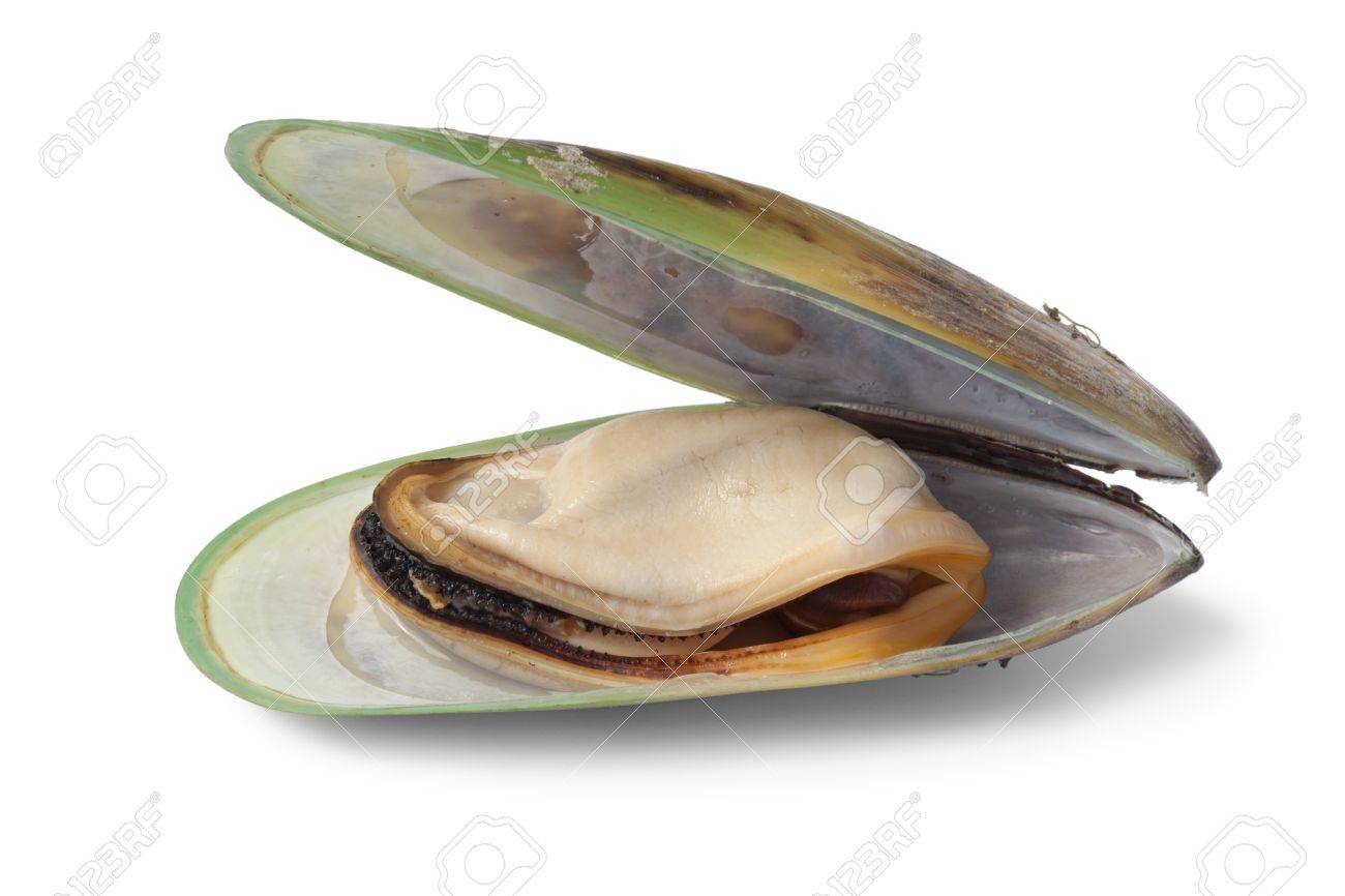 Fresh cooked Green lipped mussel from New Zealand - 17440481 Fresh cooked Green lipped mussel from New Zealand - 17440481