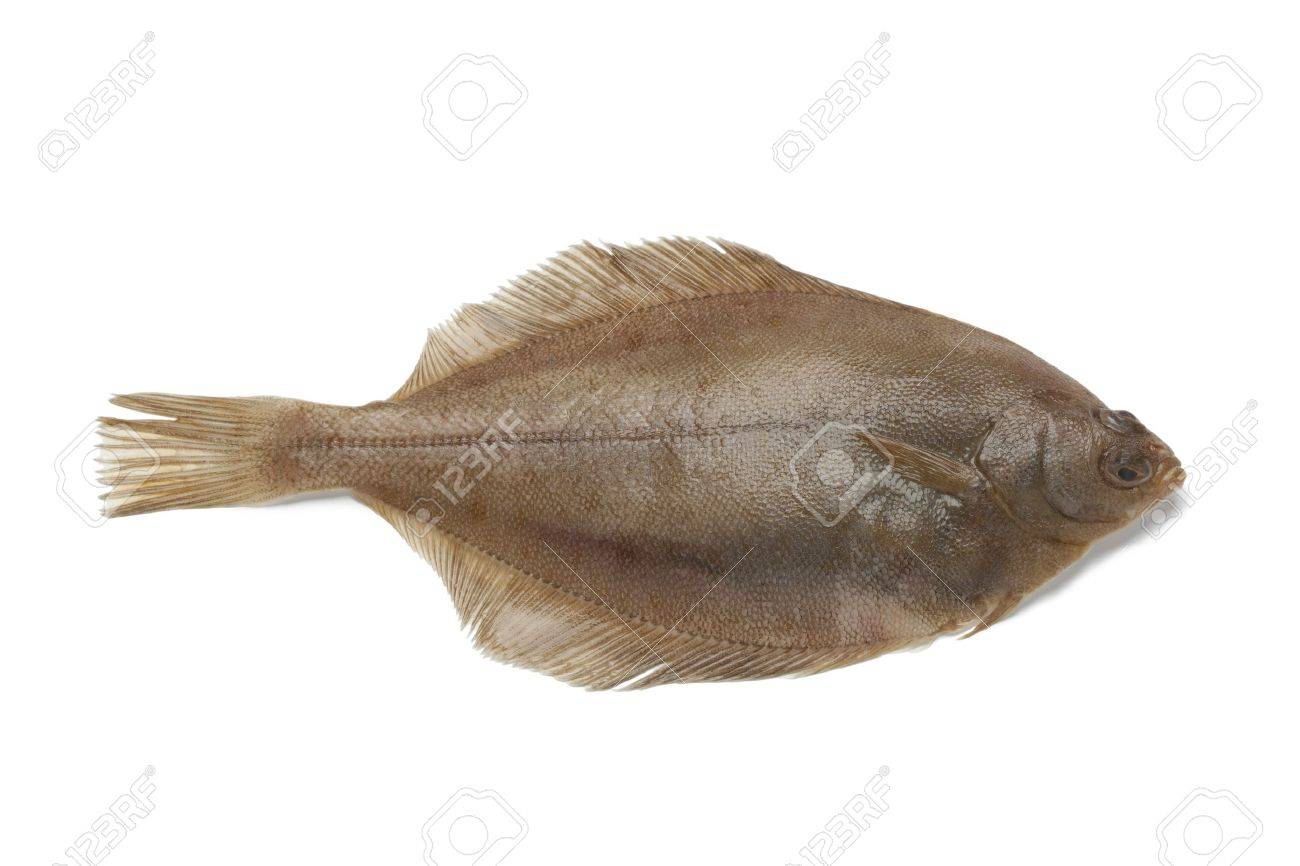 Single Common dab fish on white background - 18843444 Single Common dab fish on white background - 18843444