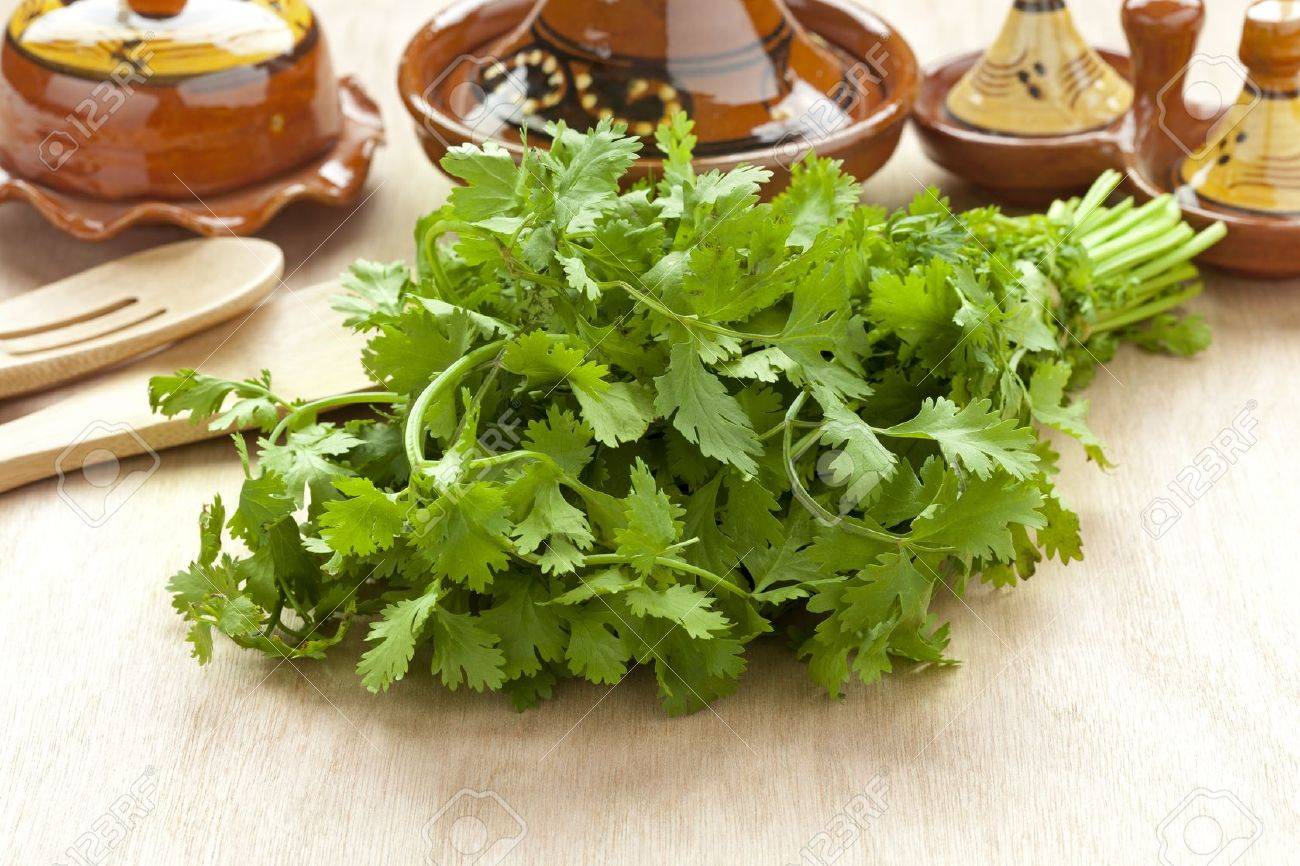 Fresh bunch of coriander on the table - 20333649 Fresh bunch of coriander on the table - 20333649