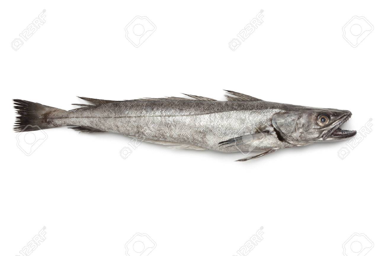 Single fresh Hake fish on white background - 23215297 Single fresh Hake fish on white background - 23215297