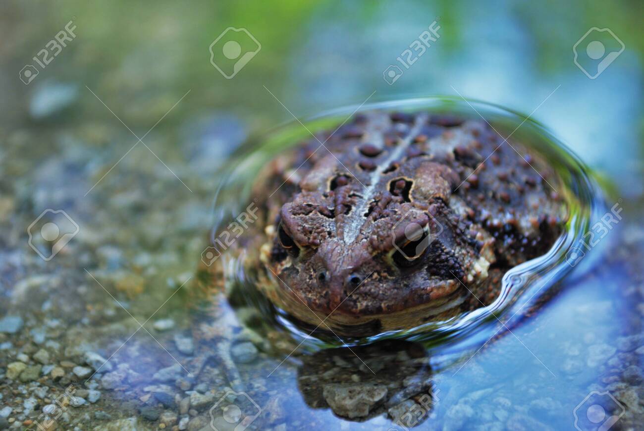 Close up view of a frog in the water - 133538679 Close up view of a frog in the water - 133538679