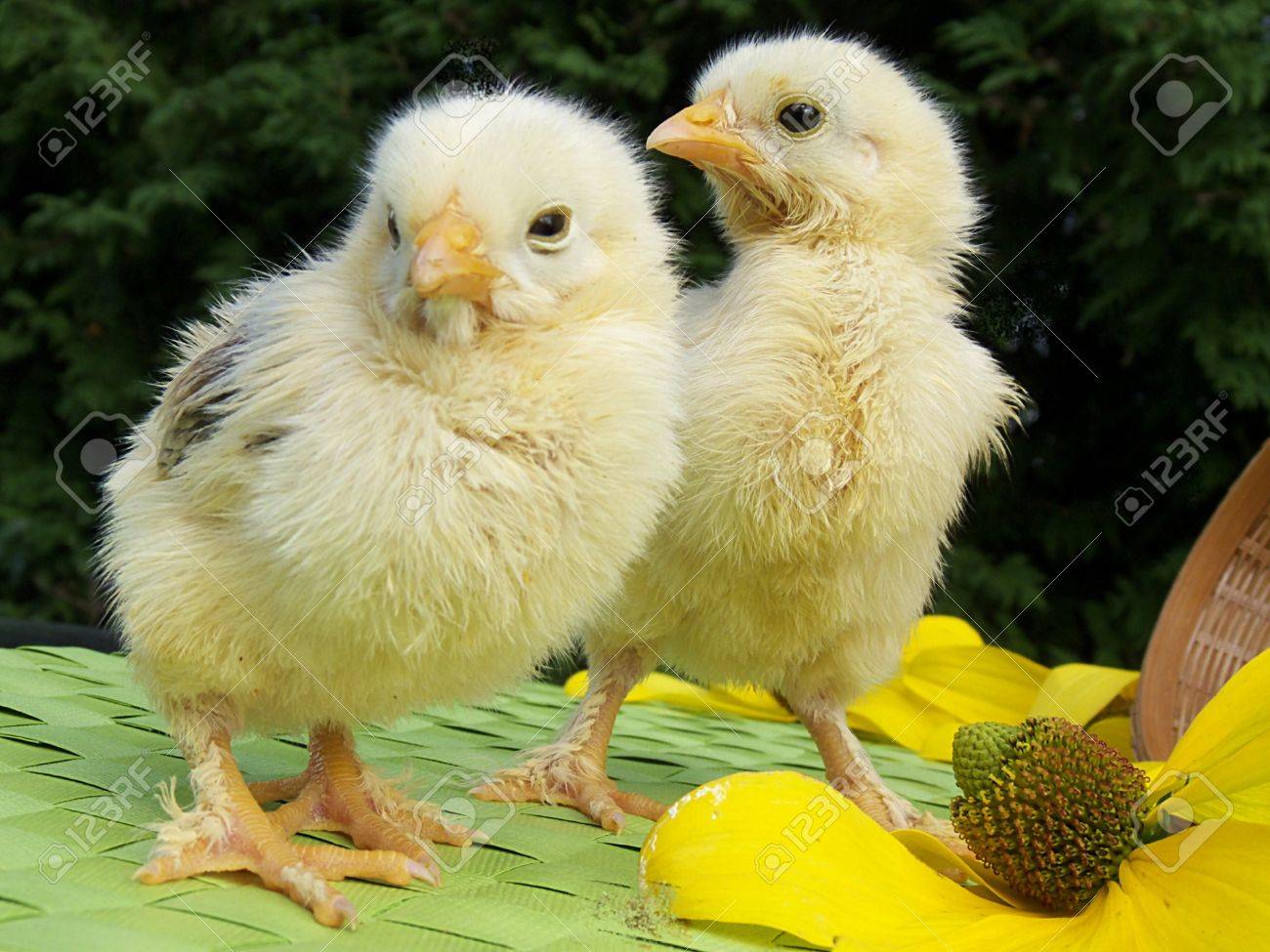 かわいいひよこの鶏を少し生活 の写真素材 画像素材 Image