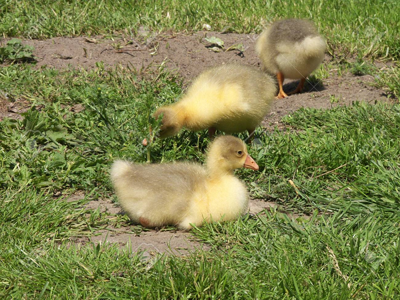 Natural Chicks
