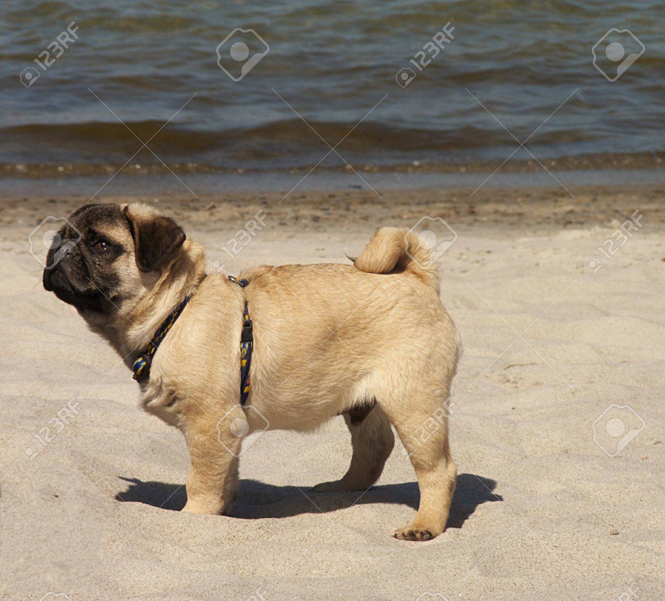 Petit Bebe Carlin A La Mer Banque D Images Et Photos Libres De Droits Image