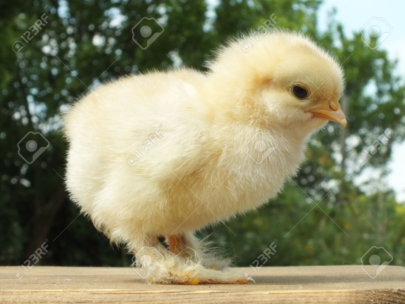 1 日前のチキン リトルふわふわひよこ の写真素材 画像素材 Image