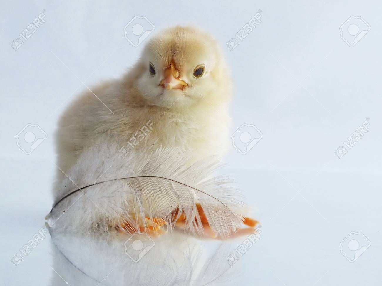 1 日前のチキン リトルふわふわひよこ の写真素材 画像素材 Image 1 日前のチキン リトルふわふわひよこ の写真素材 画像素材 Image