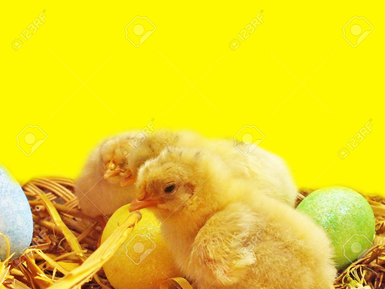 Living Chicken Chicks And Easter Eggs