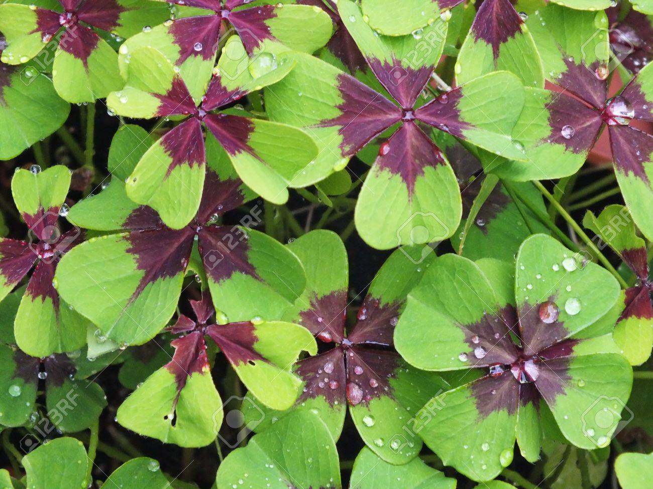 カタバミ ツクバネソウ 雨から濡れている四つ葉のクローバー ラッキー チャーム の写真素材 画像素材 Image 1981
