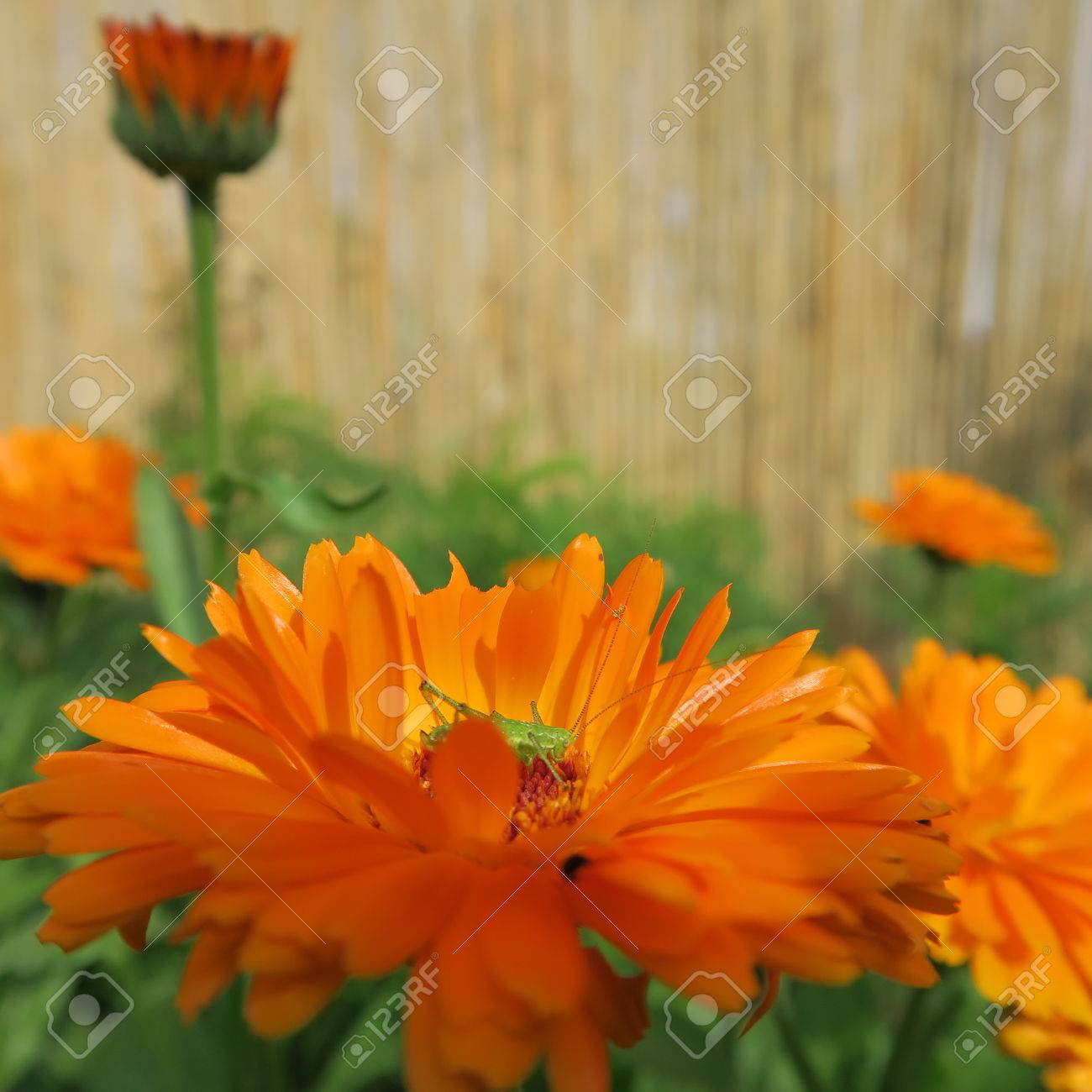 Calendula. Useful properties of yellow flowers 73 Calendula. Useful properties of yellow flowers 51