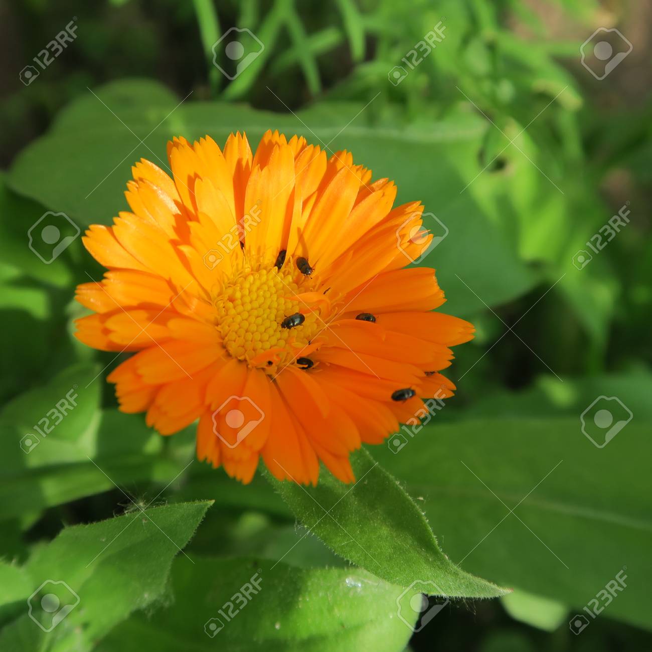 Calendula. Useful properties of yellow flowers 58 Calendula. Useful properties of yellow flowers 47