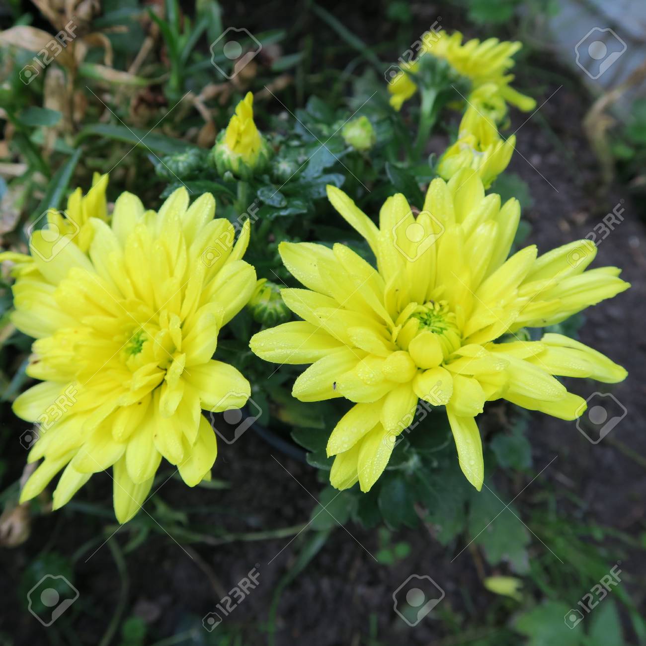 colorful asters in the