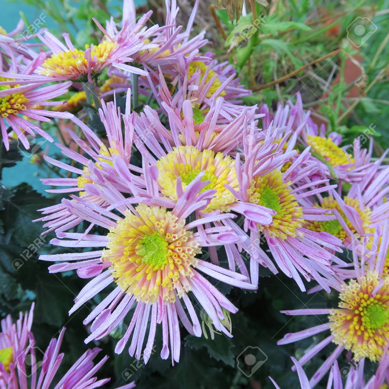colorful asters in the
