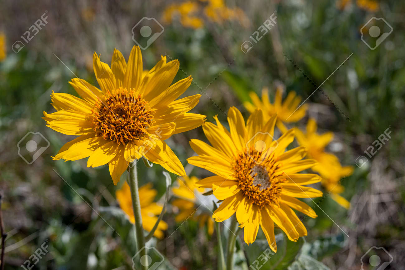 Balsamroot 花 ラテン語名 Balsamorhiza Deltoidea は ウォータートン レイクス国立公園 アルバータ州 カナダのビューを閉じる の写真素材 画像素材 Image