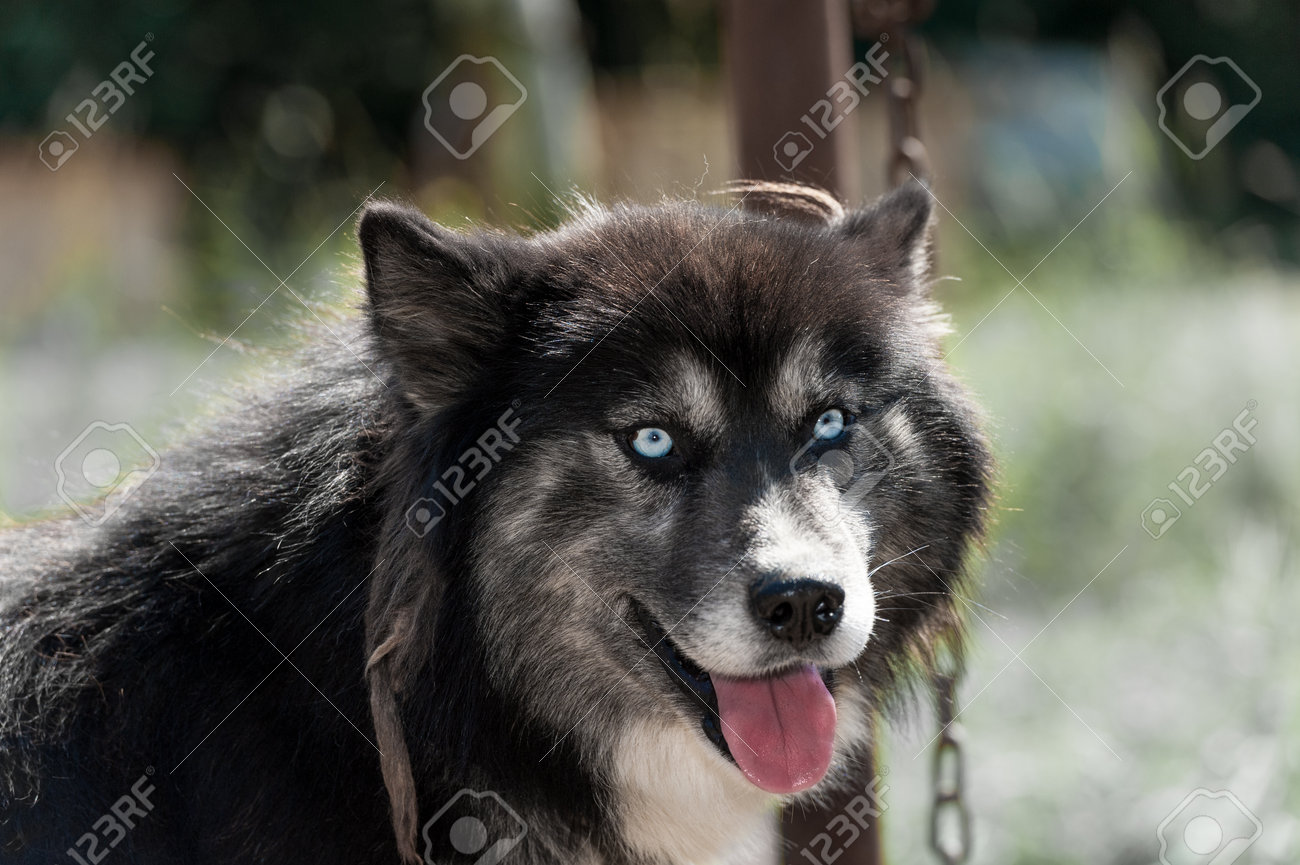 black siberian husky