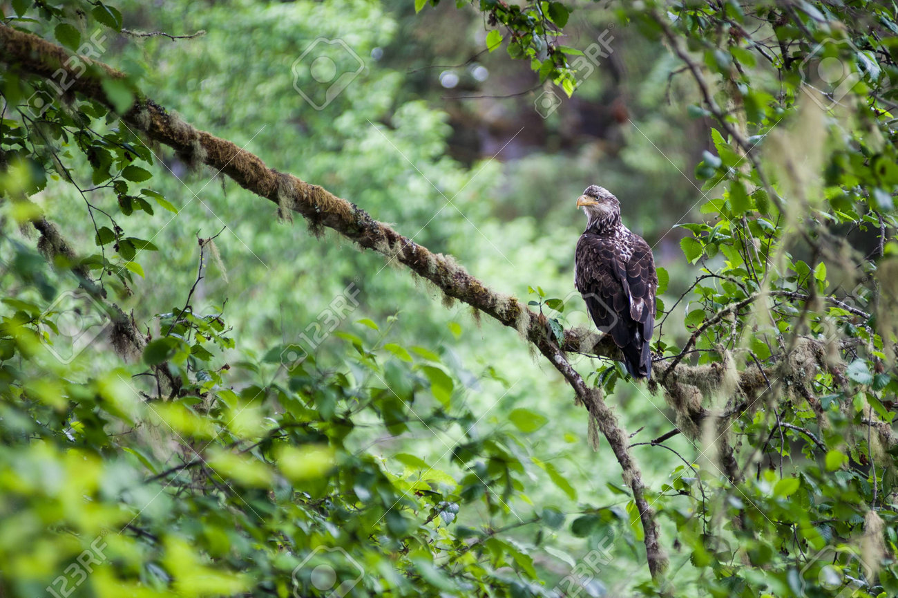Golden Eagle Aquila Chrysaetos Female Sit On A Branch Waiting