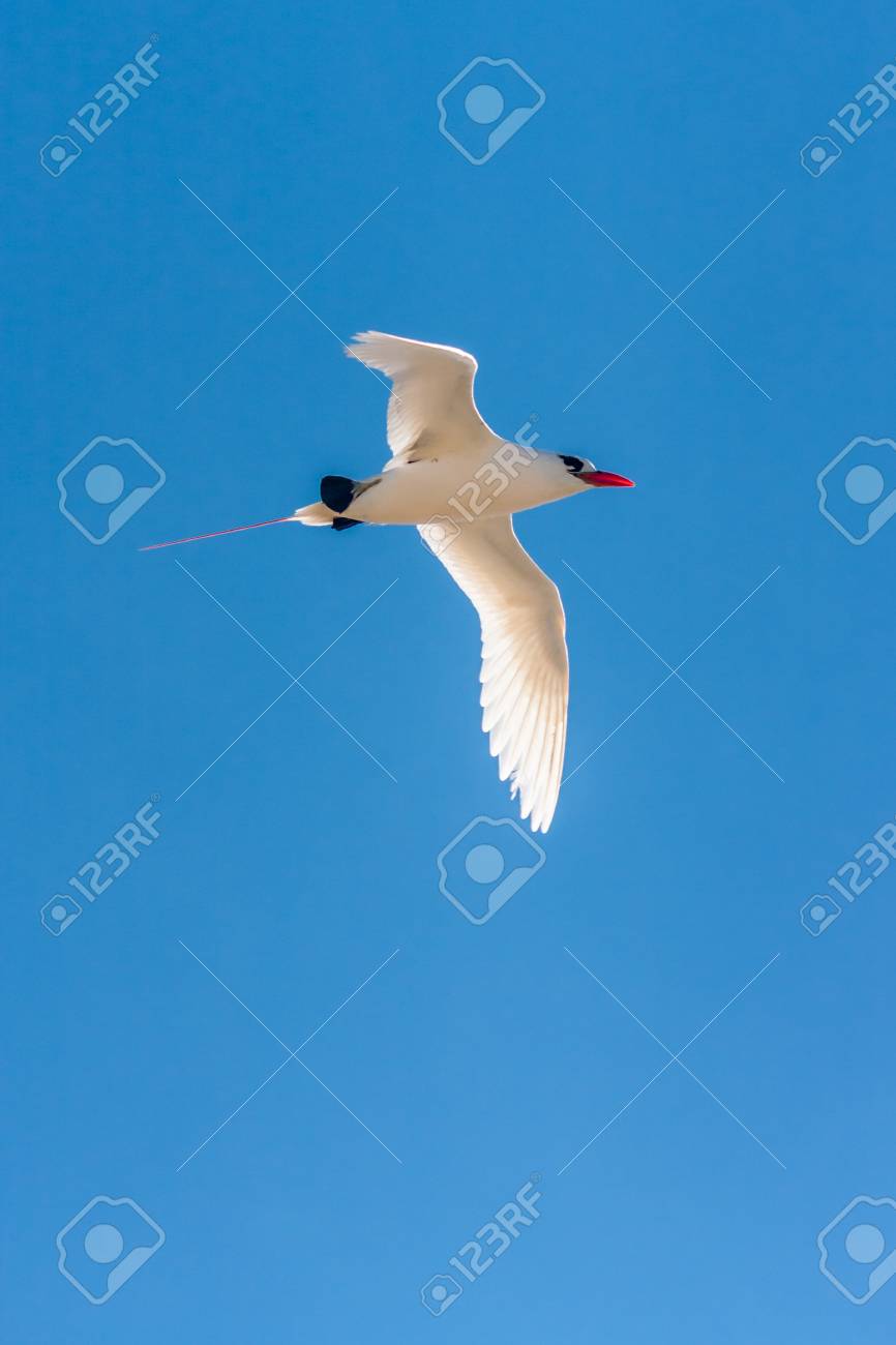 Phaéton à Bec Rouge Oiseaux De Mer Des Océans Tropicaux