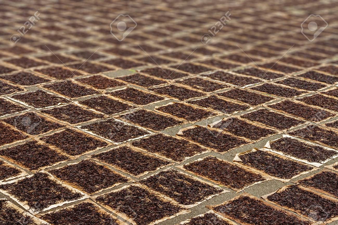 Drying Vanilla In Eastern Madagascar Stock Photo Picture And