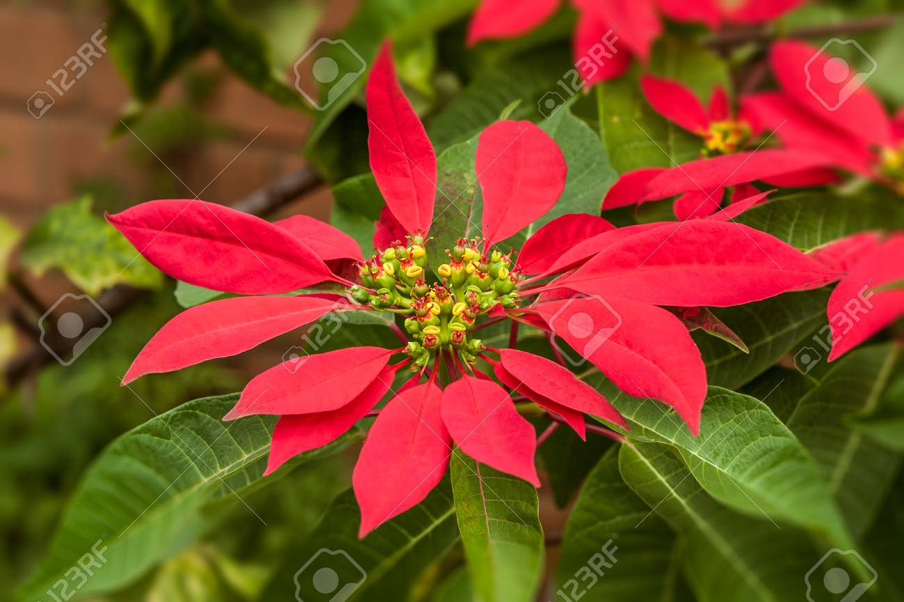 91500670-red-poinsettia-flowers-euphorbi